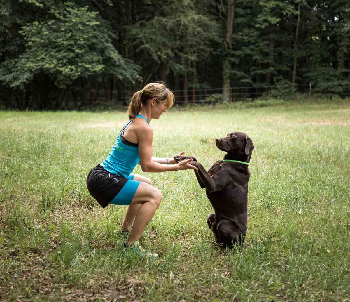 Fitnessübungen mit dem Hund Radebeul, Dresden
